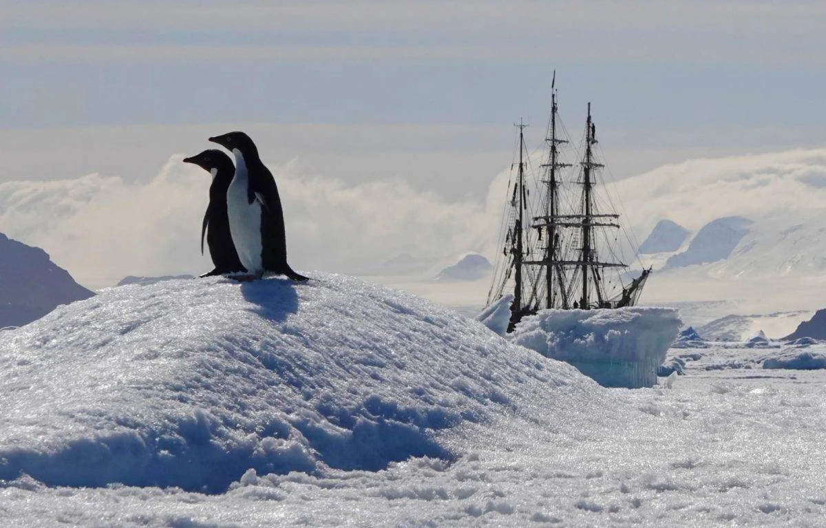 A tall ship among ice with penguins in the foreground