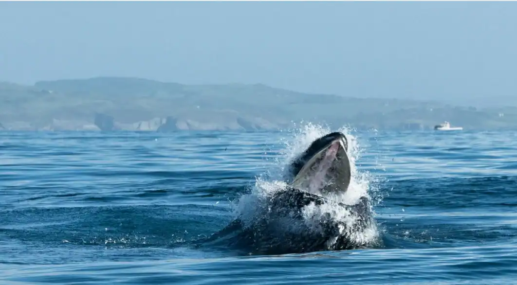Humpback Whale feeding